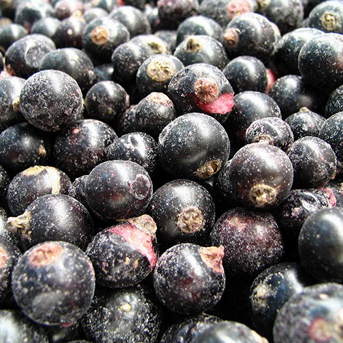 IQF Blackcurrants